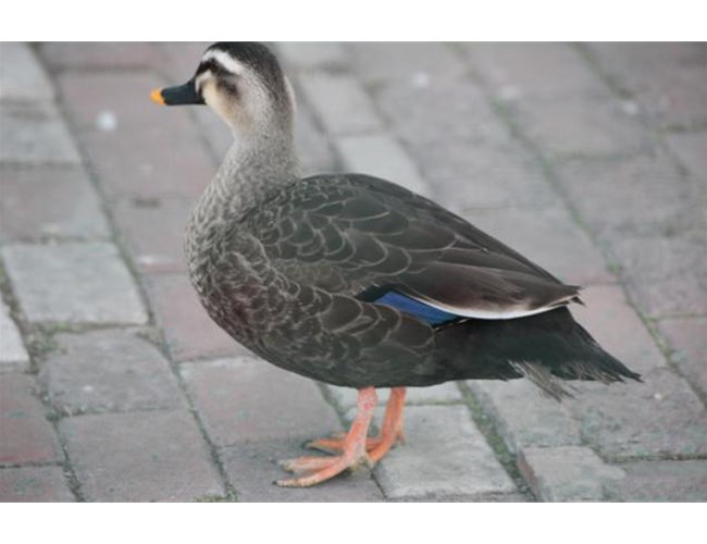 常用動(dòng)物性蛋白質(zhì)肉骨粉有哪些？各有何特點(diǎn)？